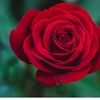 redrose89